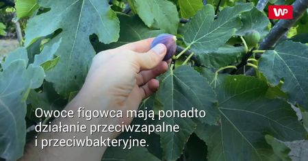 Warto jeść figi