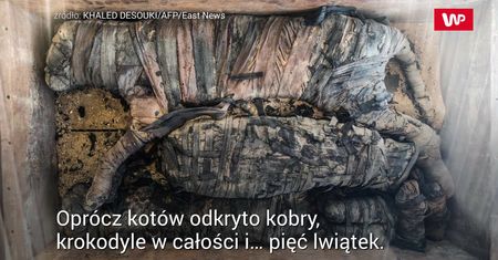 Obok świątyni wykopali skrzynię. Niesamowite, co było jej zawartością