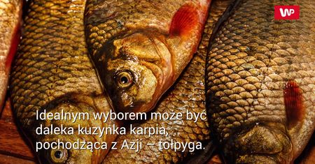Tołpyga. Smaczny zamiennik karpia