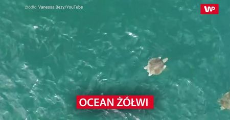 Ocean żółwi w Kostaryce
