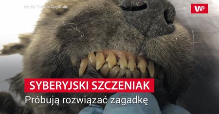 Na tropie brakującego ogniwa. Nowe informacje nt szczeniaka z Syberii