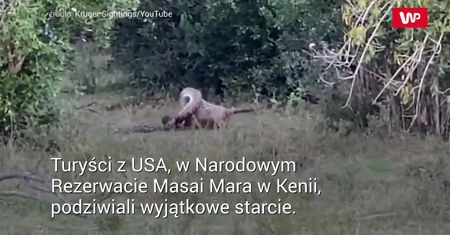 Aż powstawali z siedzeń. Nagranie z safari