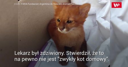 Usłyszała miauczenie w trawie. Dopiero później dowiedziała się, co zabrała do domu