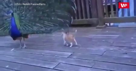 Kociak i paw. Nagranie właścicielki