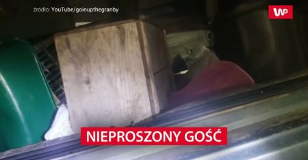 Nieproszony gość. Nagranie Amerykanina