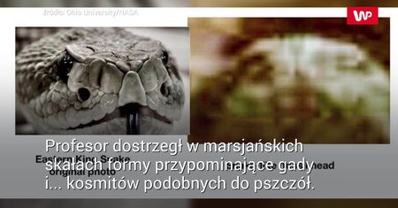 Znalazł życie na Marsie. Ma dowody w zdjęciach