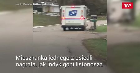Listonosz kontra indyk. Nagranie to hit internetu