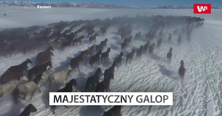 Majestatyczny galop w Chinach