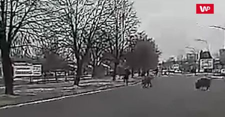 Atak dzików. Nagranie z Zawiercia