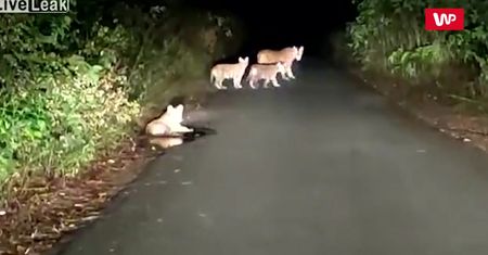 Jechał nocą autem. Nagle zobaczył je na jezdni