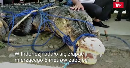 Schwytali ogromnego krokodyla