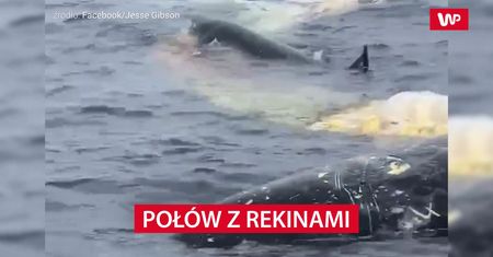 Połów z rekinami. Tego rybacy się nie spodziewali