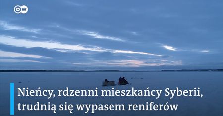 Temperatury zagrażają reniferom