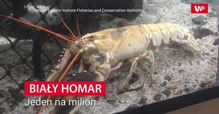 Biały homar. Jest jeden na milion