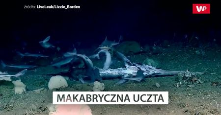 Podwodna uczta. Oto, co zarejestrowano 450 m pod wodą