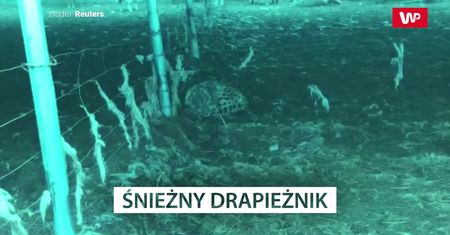 Makabra z zagrodzie. Przerażające, co zastał właściciel