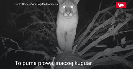 Przyłapana w nocy. Dziki drapieżnik w oku kamery