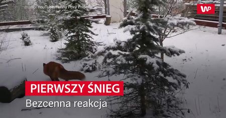 Rozczulająca reakcja lisów na pierwszy śnieg