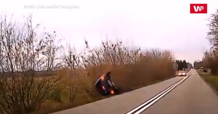 Seicento kontra dzikie zwierzę. Nagranie z Polski