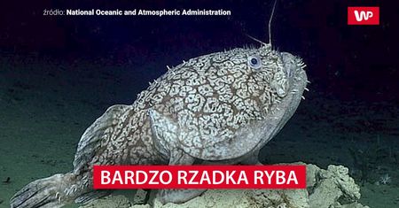 Bardzo rzadka ryba