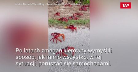kraby czerwone na drodze