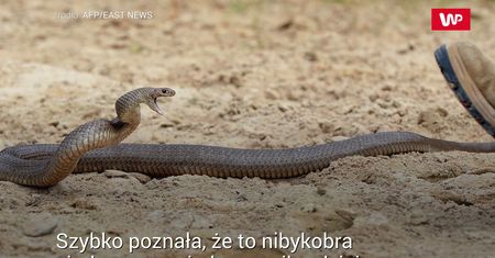 Spotkanie z australijską bestią