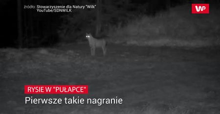 Rysie w "pułapce". Niezwykłe nagranie z Beskidów