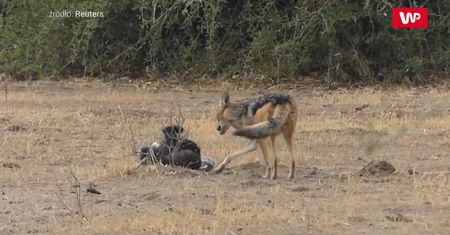 Przerażający film z safari. Świadek od razu zaczął nagrywać