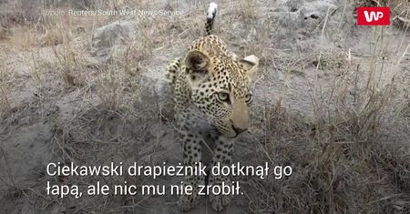 Obserwował lamparty. Nagle stało się coś