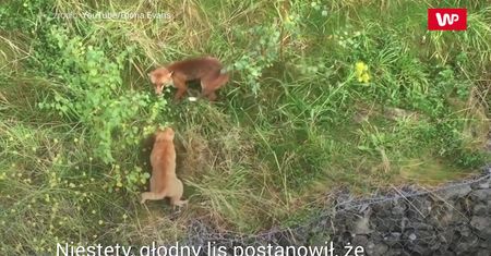 Nie dał sobie ukraść. Pojedynek kota z lisem