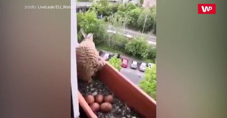 Jastrząb w doniczce. Wideo hitem Internetu