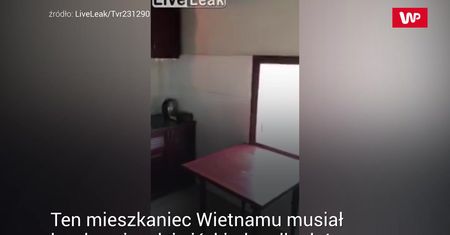 Gniazdo w kuchni. Nagraniem podzielił się ze światem