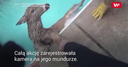Na ratunek. Jeleń w basenie