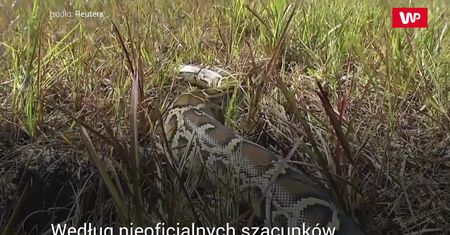 Inwazja węży. Są ich już tysiące