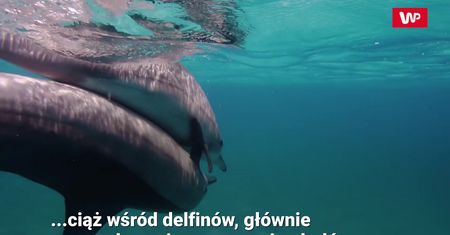 Szansa dla delfinów. Badania USG zdradziły prawdę