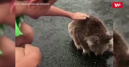 Australia po ulewach. Spragniony koala zlizuje wodę z asfaltu