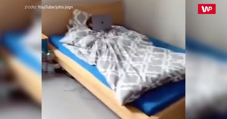 Przyłapany. Oto, co robi kot, gdy jest sam w domu