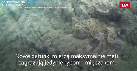 Chodzące rekiny. Odkryli cztery nowe gatunki