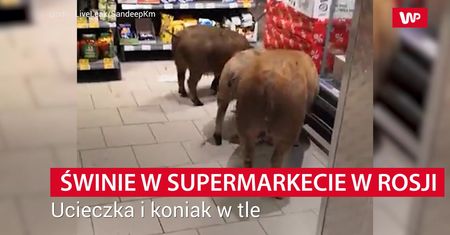 Świnie w supermarkecie w Rosji
