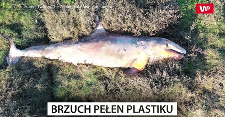 Znaleźli ją na plaży. W brzuchu miała pełno plastiku