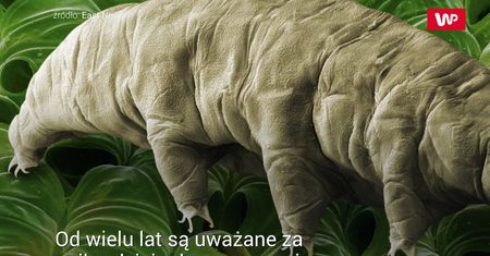 Praktycznie niezniszczalne. Mają jednak jeden słaby punkt