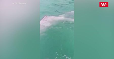 Zabawa z różowymi delfinami. Rzadkie zwierzęta w wodach Tajlandii