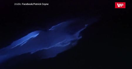 Świecące delfiny. Wideo z Kalifornii zapiera dech w piersiach