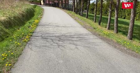 Właściwości mlecza. Zdrowy chwast z polskiej łąki