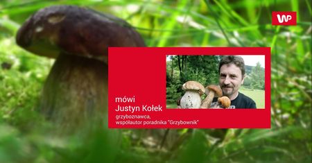 Wysyp grzybów w maju. Zobacz zdjęcia z lasu