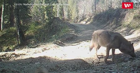 Wilcza droga. Niezwykłe nagranie z nadleśnictwa Baligród