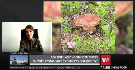 W lasach pojawiły się grzyby. "To jeszcze nie jest wysyp"
