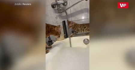 Kociak w tarapatach. Na pomoc ruszyła mama