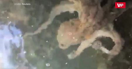 Monstrum w weneckich kanałach. To wideo robi wrażenie