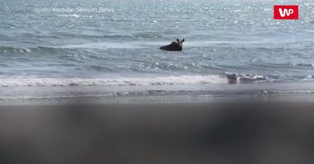 Przerwany relaks w oceanie. Niedźwiedź zaatakował bez wahania